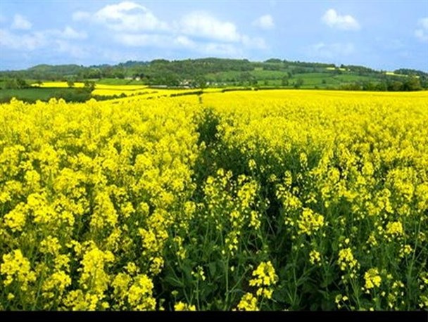 کلزا کاران بانه ای با کمبود منابع آبی مواجه هستند