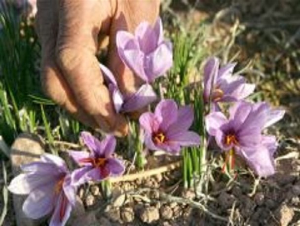 آغاز کاشت زعفران در روستای علوی کاشان
