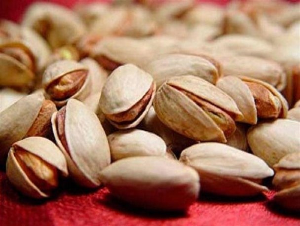 برداشت پسته از ۳ هزار هکتار از باغات قزوین آغاز شد