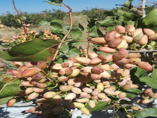 آغاز برداشت محصول پسته از باغات رشتخوار+تصاویر