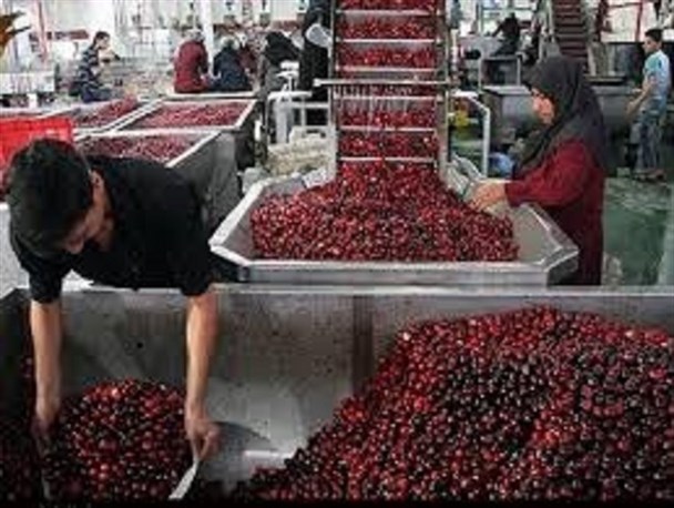 نبود صنایع تبدیلی مانع توسعه کشاورزی در ششتمد