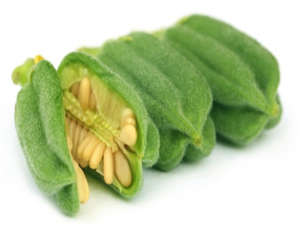 کاشت کنجد در سطح ۲۰۰ هکتار در مزارع سرپل ذهاب