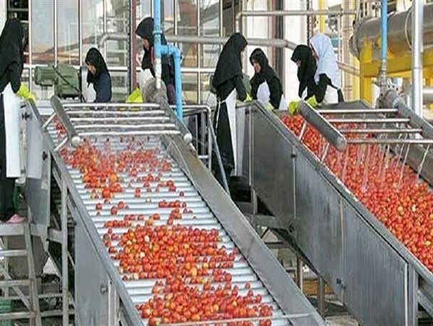 سالانه ۸۰۰ تن محصولات کشاورزی در بروجرد فرآوری می‌شود
