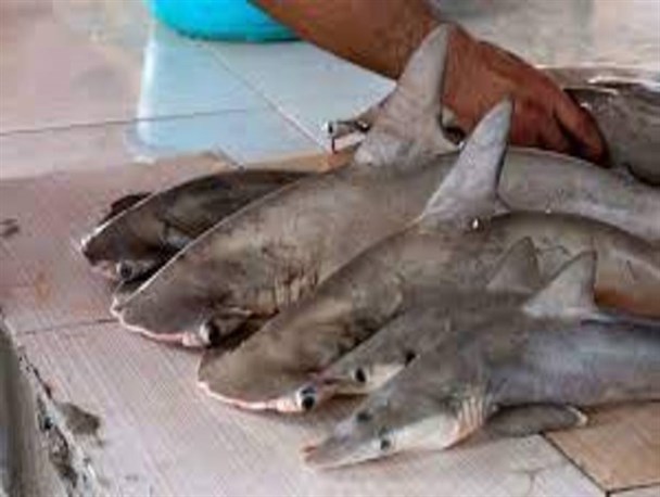 کوسه ماهیان همچنان قربانی غذای لاکچری کشورهای همسایه/ مسئولان به داد چابهار برسند