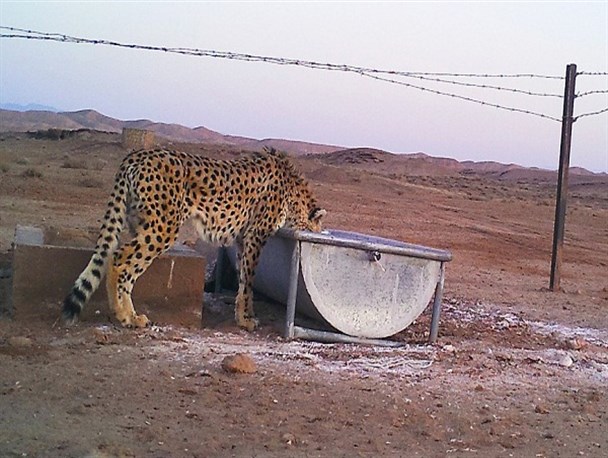 تدابیر محیط زیست یزد برای مقابله با خشکسالی‌های پی در پی در استان