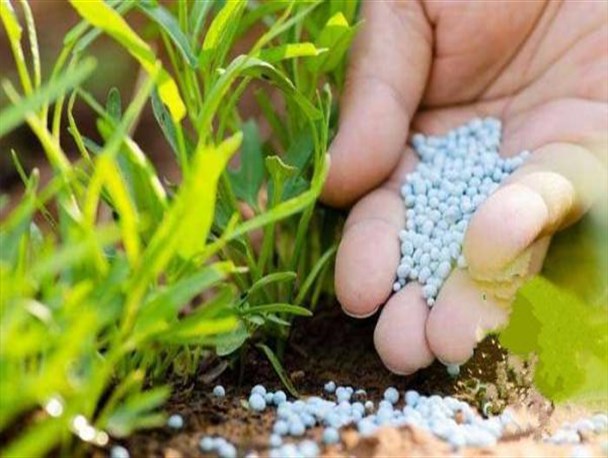 اقدام جهادی دولت سیزدهم در کاهش قیمت کودهای فسفاته و پتاسه/ ۷۵ هزار تن کود یارانه ای در استان مرکزی توزیع شد