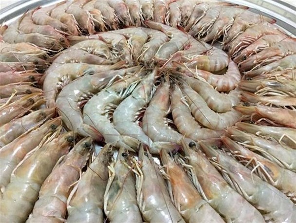 صادرات آبزیان از استان بوشهر به هزا و پانصد تن رسید