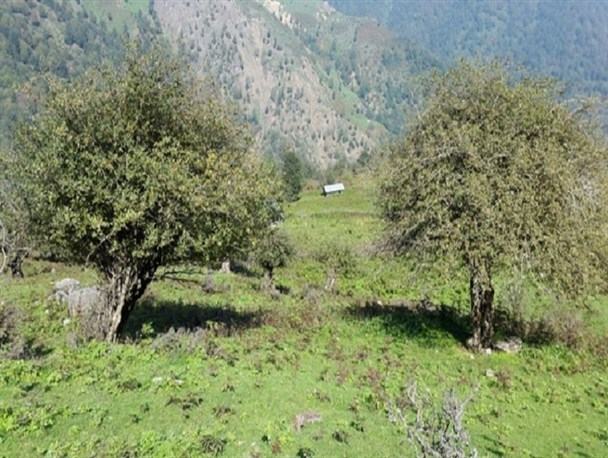 ییلاقات زیبای شفت+تصاویر