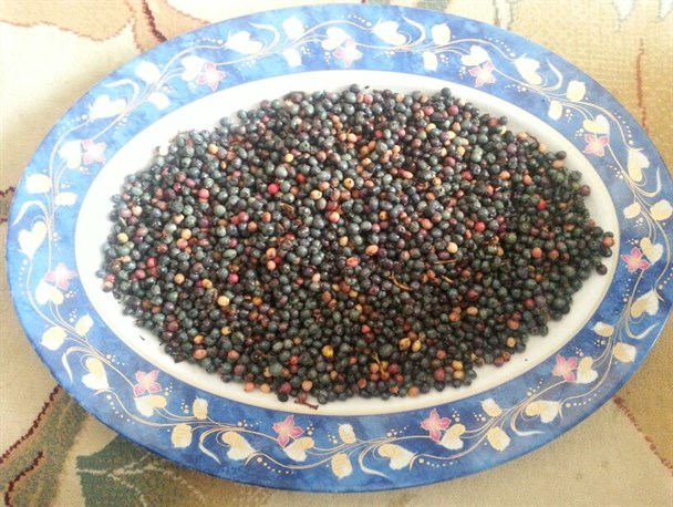 آغاز فصل برداشت "کسودنگ" در بشاگرد
