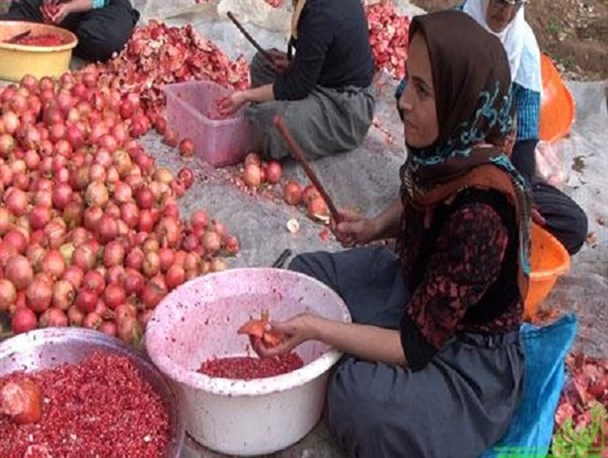 سروآباد دارای 171.5هکتار باغ انار بارور / پیش بینی برداشت 40 تن در هکتار در بعضی روستاها+تصاویر