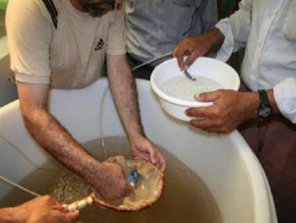 از مشکل تهیه آرتمیا از مراکز مجاز خارج از کشور تا ممنوعیت ورود لارو میگو از استان بوشهر