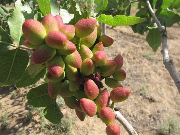 پیش بینی برداشت 216 تن پسته در شهرستان دلیجان