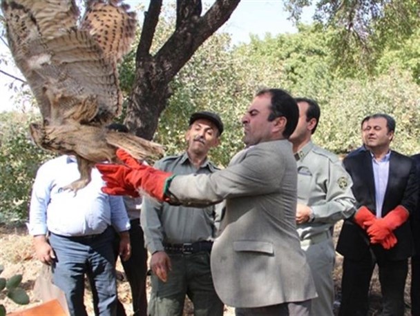 پرندگان شکاری در باغات سنتی قزوین رهاسازی شدند