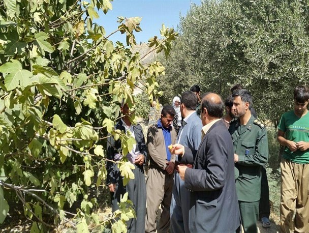 فرماندار ثلاث باباجانی از باغات روستای "شیخ صله" بازدید کرد