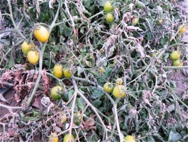 هشدار سرمازدگی محصولات پاییزه در کوثر/ خسارت سنگین باران به گوجه فرنگی و انگور سیاه گیوی