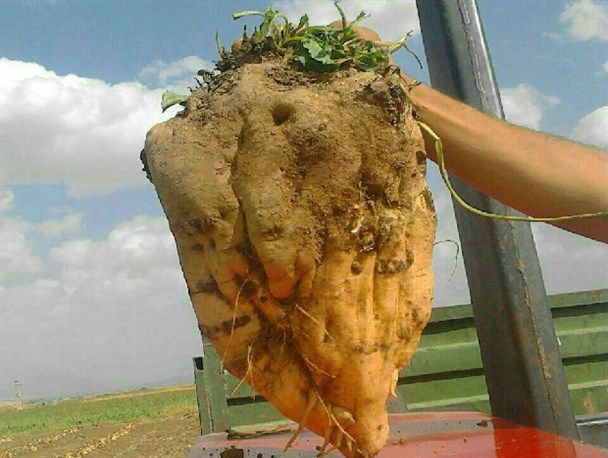 برداشت چغندرقند 10 کیلویی در نهاوند+ عکس