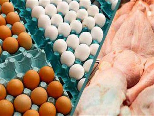ادامه چالش قیمت تخم مرغ در مازندران/کمبودی در تامین مرغ نداریم