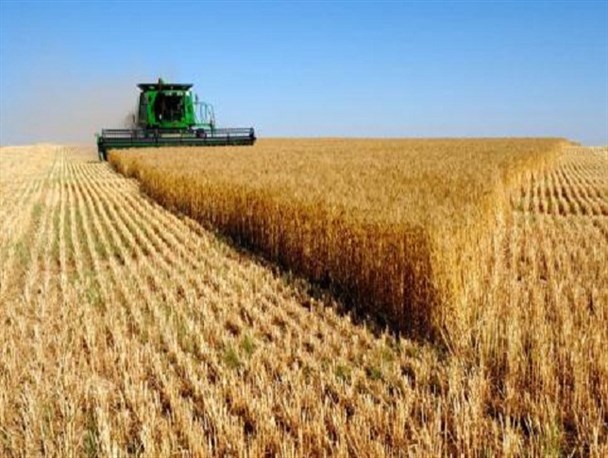 افزایش ۱۰ درصدی قیمت جدید خرید تضمینی گندم