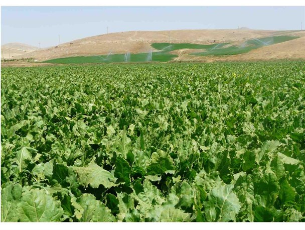 اشتغالزایی موقت بیش از 6 هزار نفر درکشت و برداشت چغندر قند