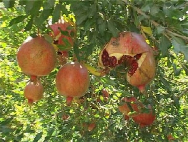برداشت انار از باغات شهرستان اردستان آغاز شد