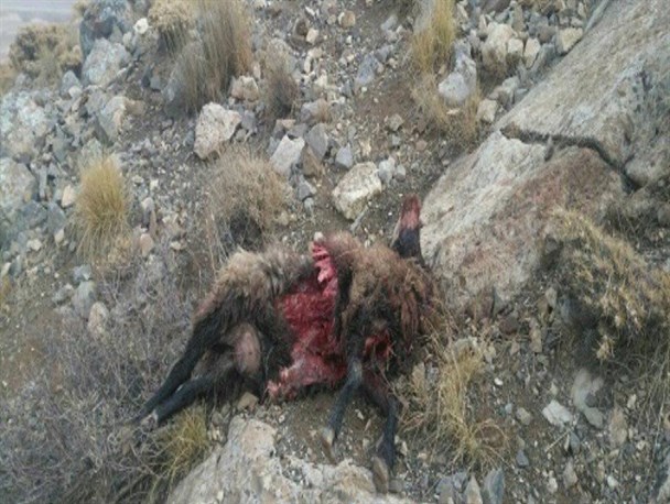 حمله گرگ به گله گوسفندان در روستای گرگول علیای پیرانشهر+تصاویر
