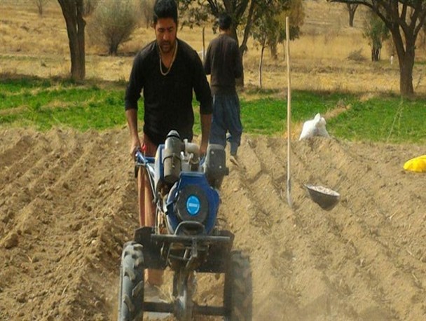 آغاز کشت سیر در اراضی کشاورزی فراهان+تصاویر