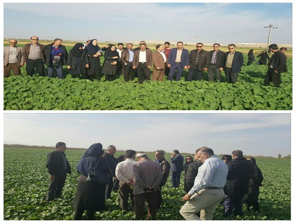 کارشناسان فرانسوی از مزارع کلزا در میاندوآب بازدید کردند