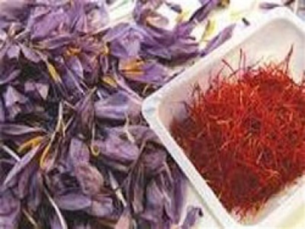 برداشت 2 تن زعفران خشک از مزارع سربیشه