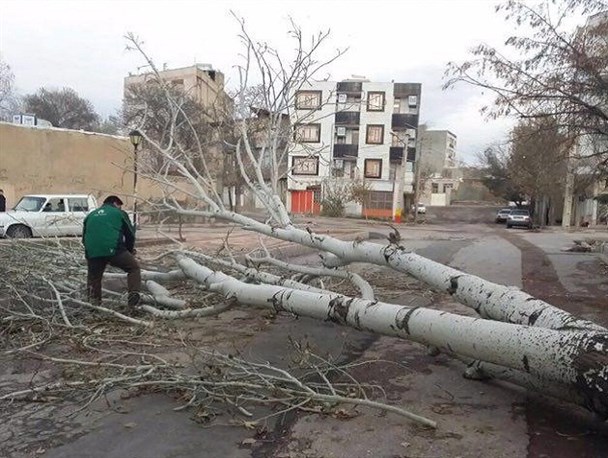 سقوط درختان تنومند براثر وزش باد شدید در نهاوند+ تصاویر
