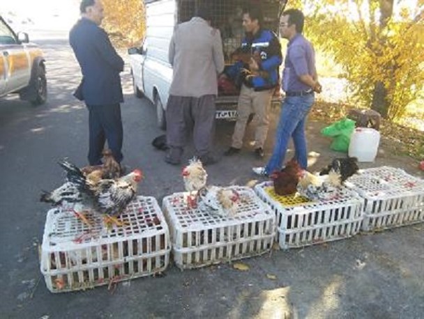 جمع آوری فروشندگان غیرمجاز طیور زنده در قزوین