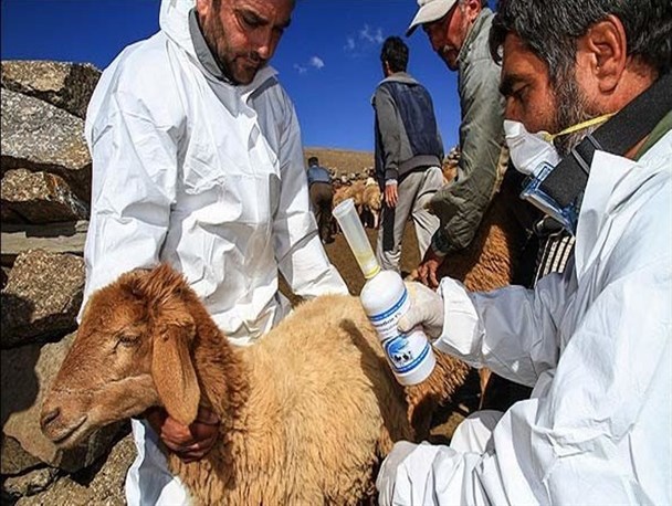 واکسینه شدن ۱۵ هزار راس دام سنگین در خدابنده علیه بیماری تب‌برفکی