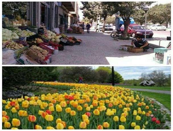 بررسی 3000 پرونده اشغال معابر در مشهد/ آغاز عملیات کاشت پیازهای لاله در ۳۱ نقطه از شهر