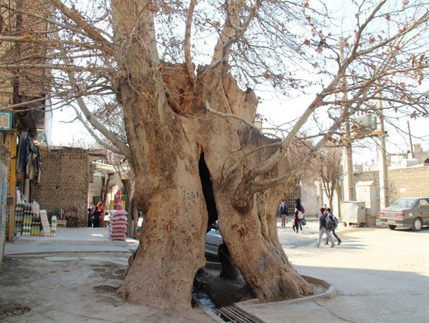 درخت 700 ساله در بهارستان + عکس