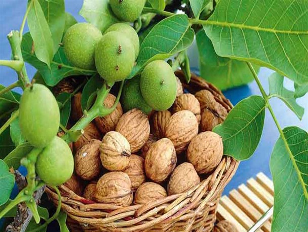 ۴ رقم برتر گردو برای توسعه کشت در خراسان شمالی تایید شدند/ شناسایی ارقام برتر پسته برای استان در دست تحقیق است