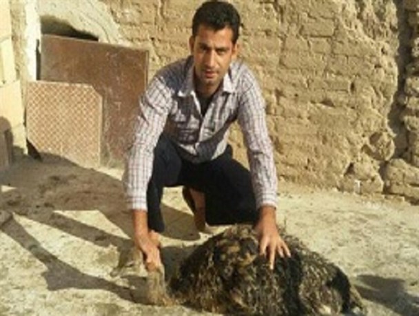 سرمایه یک میلیون تومانی برای احداث مزرعه پرورش شترمرغ