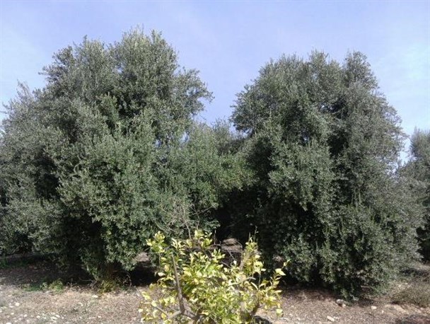 دسترنج اقتصاد مقاومتی باغدار باشتی در سراسر ایران/ مسئولان به جای حل مشکلات سنگ جلوی پای ما می اندازند + تصاویر
