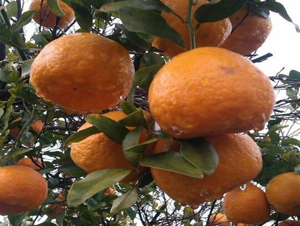 انتظار 6 ساله ساکنان بزرگترین میدان نفتی ایران برای احداث سد/ نبود صنایع  تبدیلی تهدیدی برای باغداران روستای زاکین+تصاویر