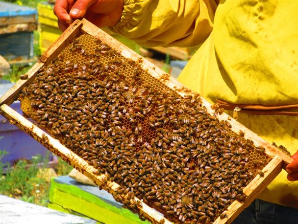 تولید سالانه بیش از ۱۴۴تن عسل توسط ۴۵۰ زنبور دار ماهنشانی/ دولت حمایت‌های بیمه‌ای را از زنبورداران انجام نمی‌دهد