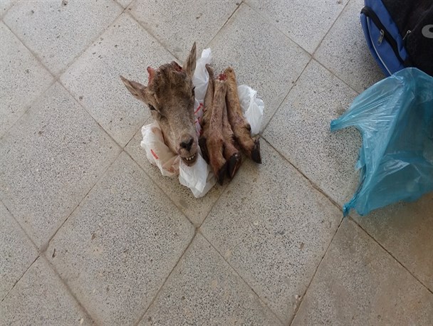 وجود سلاح های غیرمجاز دلیل افزایش شکار در اسفراین