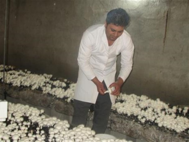 حدود800کیلوقارچ درهرمرحله برداشت خواهم داشت