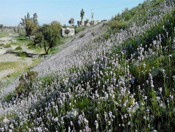 شکوفه‌های زیبای بهاری در نیمه زمستان!