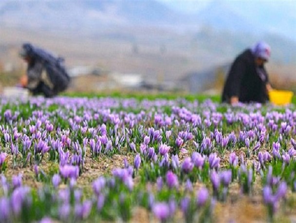 سایه رکود بر بازار طلای سرخ/ صنعتی کردن کشت زعفران؛ راه حل خروج از رکود