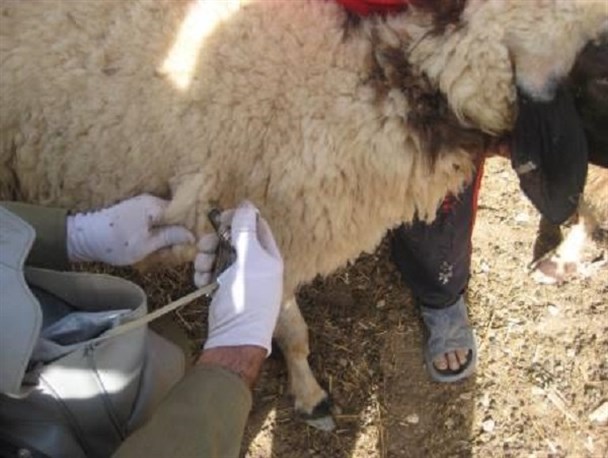 تب برفکی در آبدانان کنترل شد