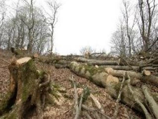 شکل گیری گروه ضربت در رامیان برای مبارزه با تخریب گران جنگل پیش از پیروزی انقلاب