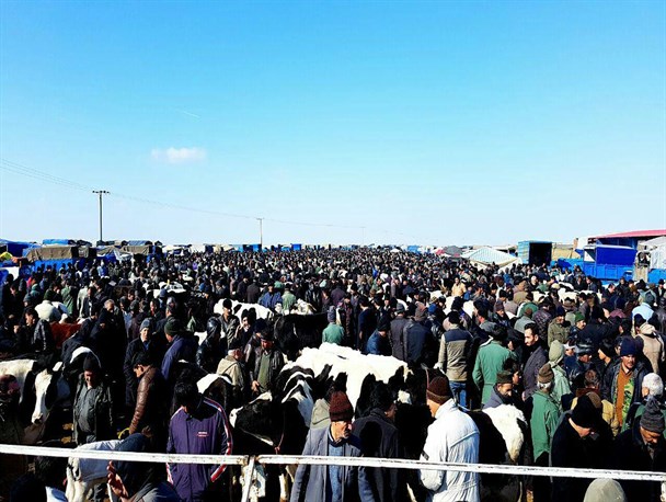 یکی از بزرگترین پتانسیل های بناب نیازمند سازماندهی و نظارت/ میدان دواب این شهرستان از لنز دوربین انعکاس