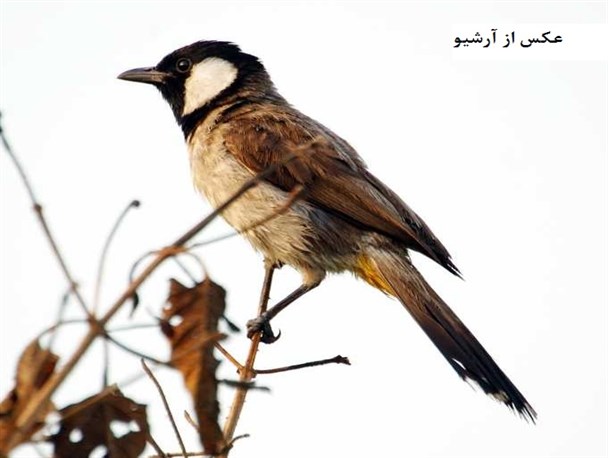 عدد پرندگان شناسایی شده در چهارمحال و بختیاری به 255 رسید