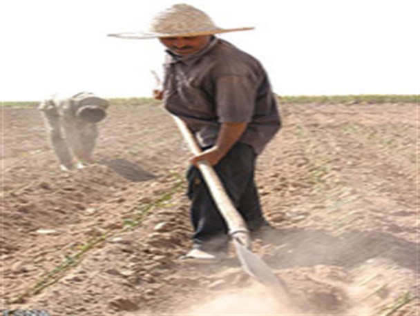 "بیمه" بازوی حمایتی برای کشاورزان