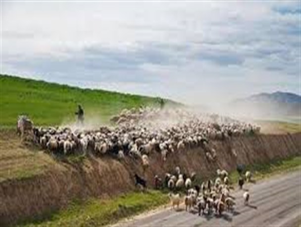 بیش از 40 هزار راس دام کوچک در شهر ستان گرمسار و بیش از 55 درصد دام های استان در شهر ستان گرمسار می باشد