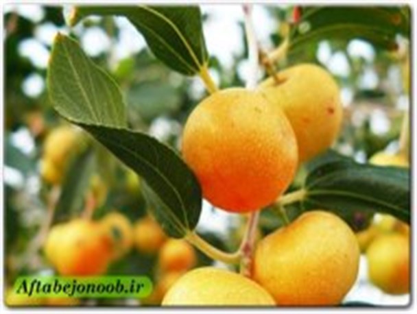 کُنارهای خوشمزه در گچساران+تصاویر