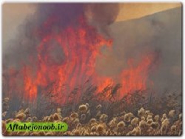 تصاویر/هور گچساران در آتش